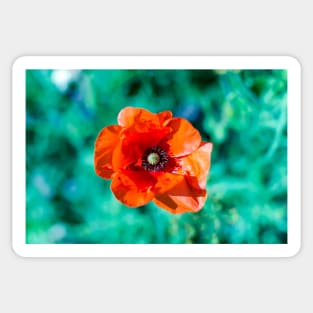 Scarlet red common poppy flower Sticker